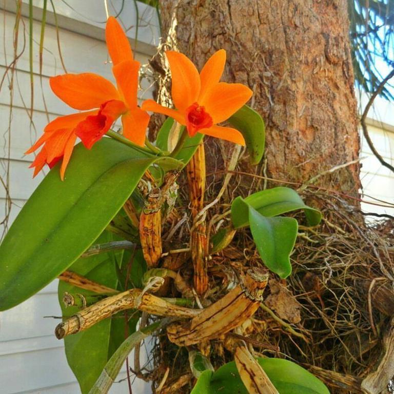 Pousada Orquideas Guarujá Extérieur photo