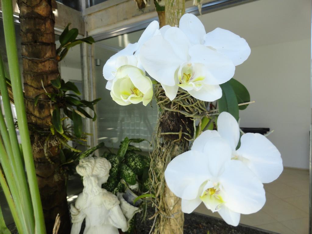 Pousada Orquideas Guarujá Extérieur photo